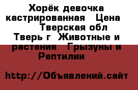 Хорёк девочка кастрированная › Цена ­ 350 - Тверская обл., Тверь г. Животные и растения » Грызуны и Рептилии   